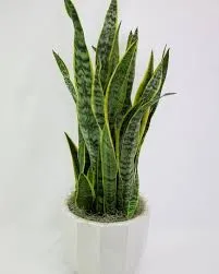 Snake Plant